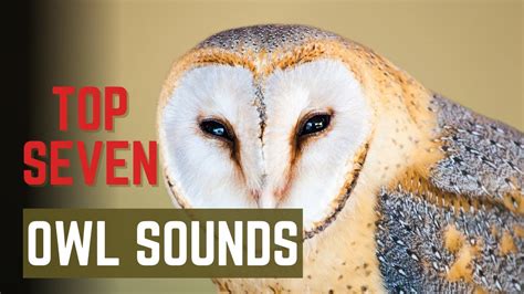 do owls make noise